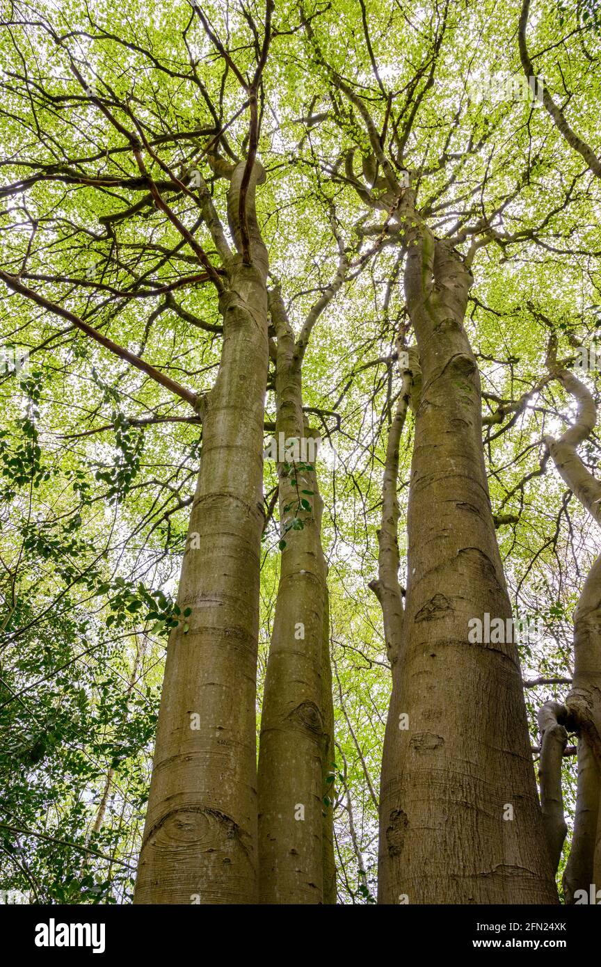 Un groupe de hêtres européens vus du sol et jusqu'à la canopée dans la forêt de printemps près de Haywards Heath, West Sussex, Angleterre. Banque D'Images