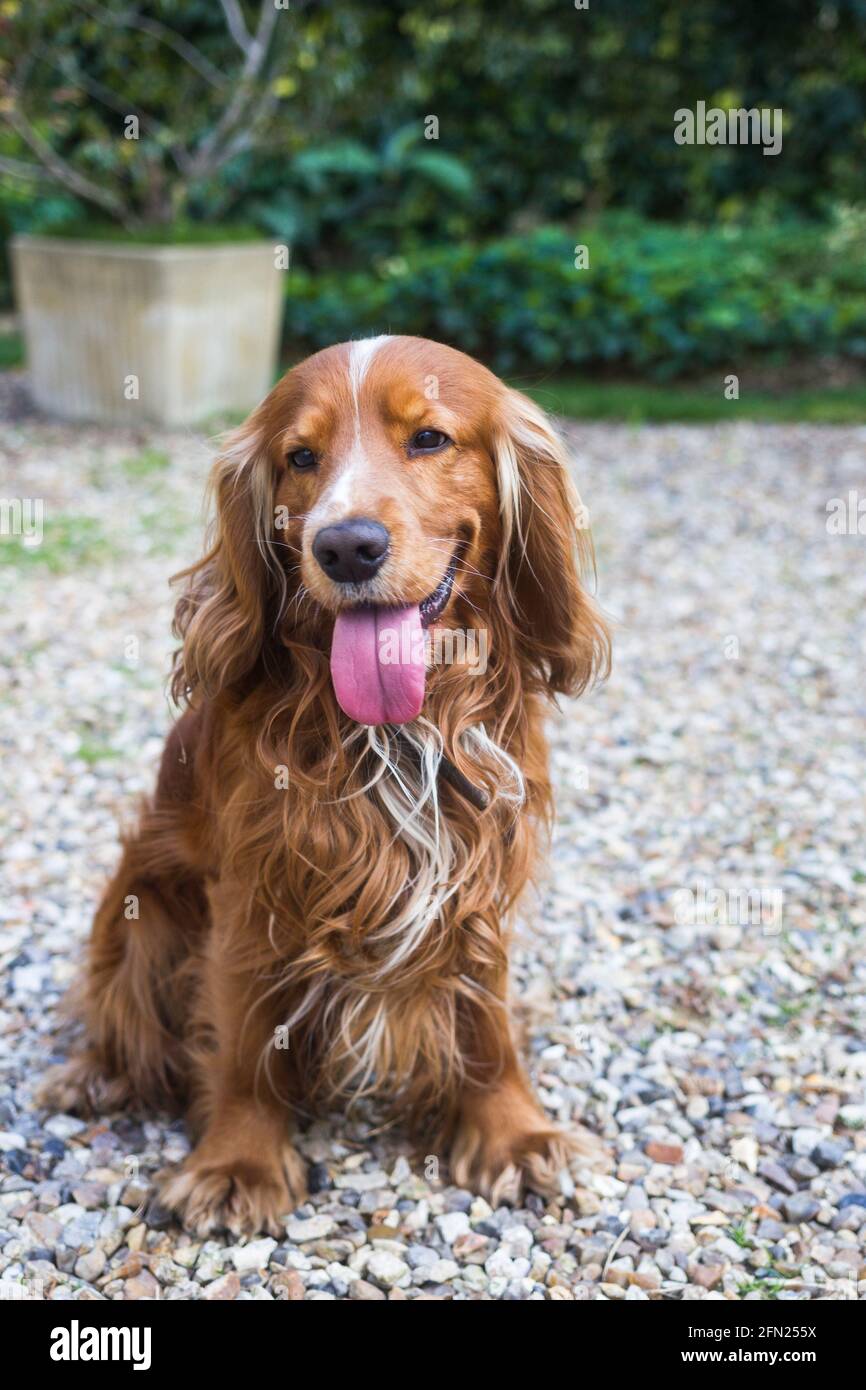 Portrait de chien d'un Cocker anglais Banque D'Images