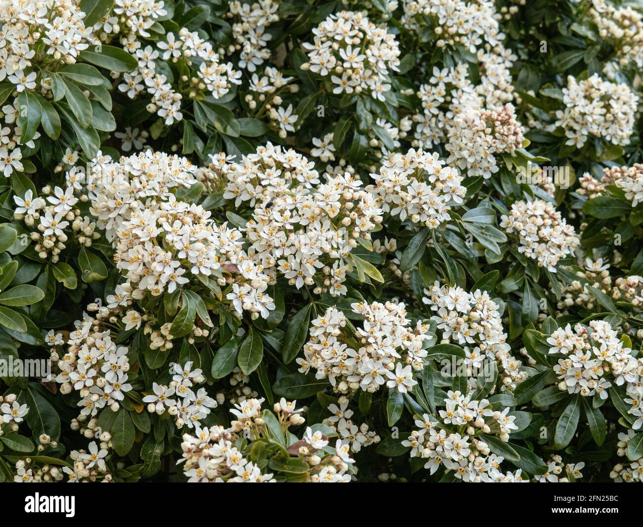 Le feuillage et les fleurs blanches de la fleur d'oranger mexicaine Choisya ternata Banque D'Images