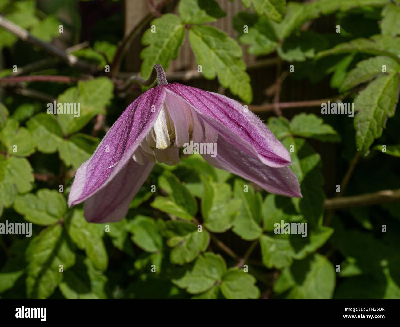 Les fleurs roses et blanches de Clematis alpina 'Jacqueline Du pré' Banque D'Images