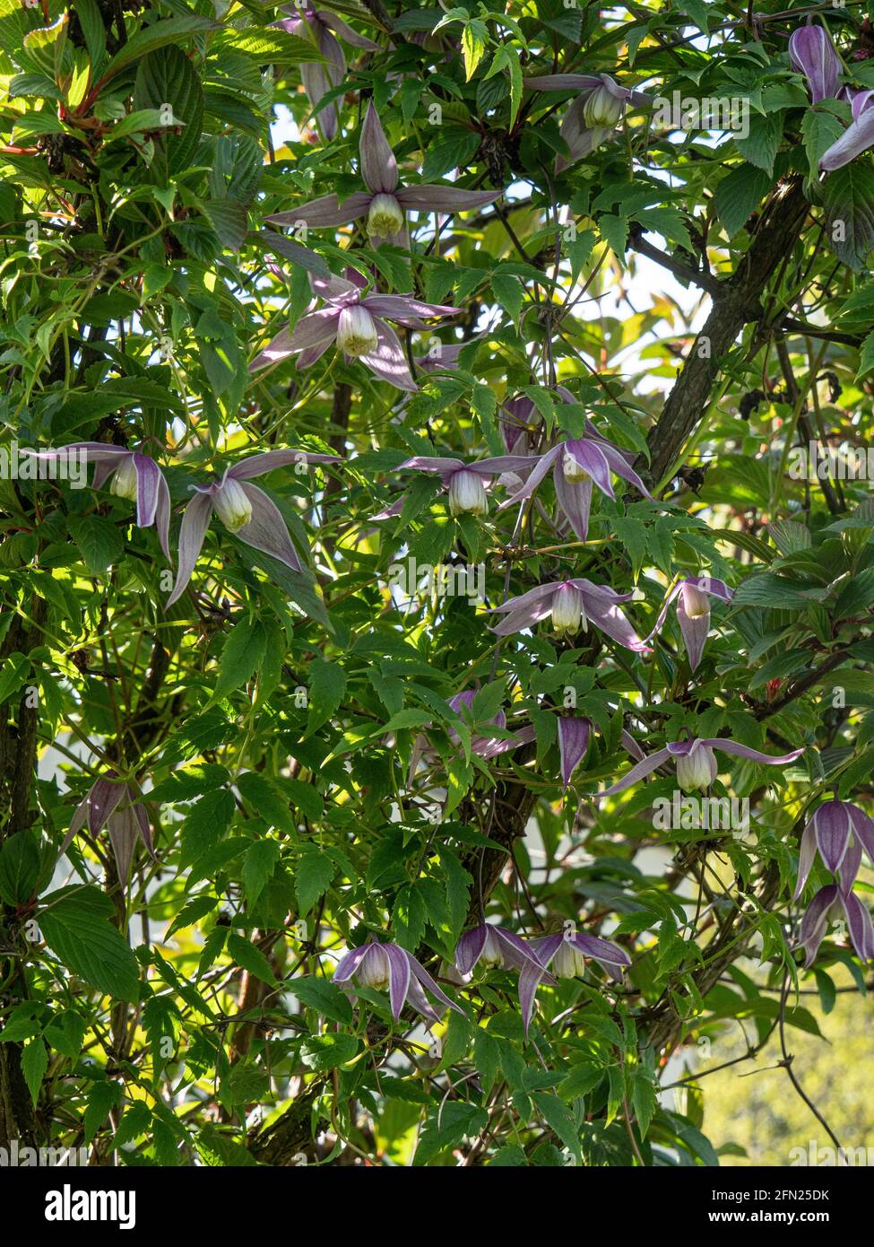 La clématis alpina rose à fleurs alpines Clematis alpina Willy A Viburnum × bodnantense 'Dawn Banque D'Images