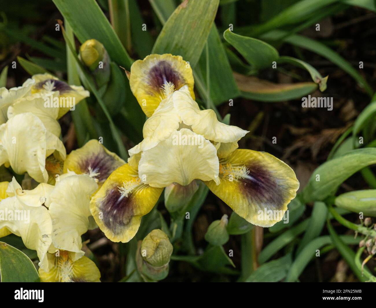 Un gros plan d'une seule fleur du jaune Iris nain yeux lumineux Banque D'Images