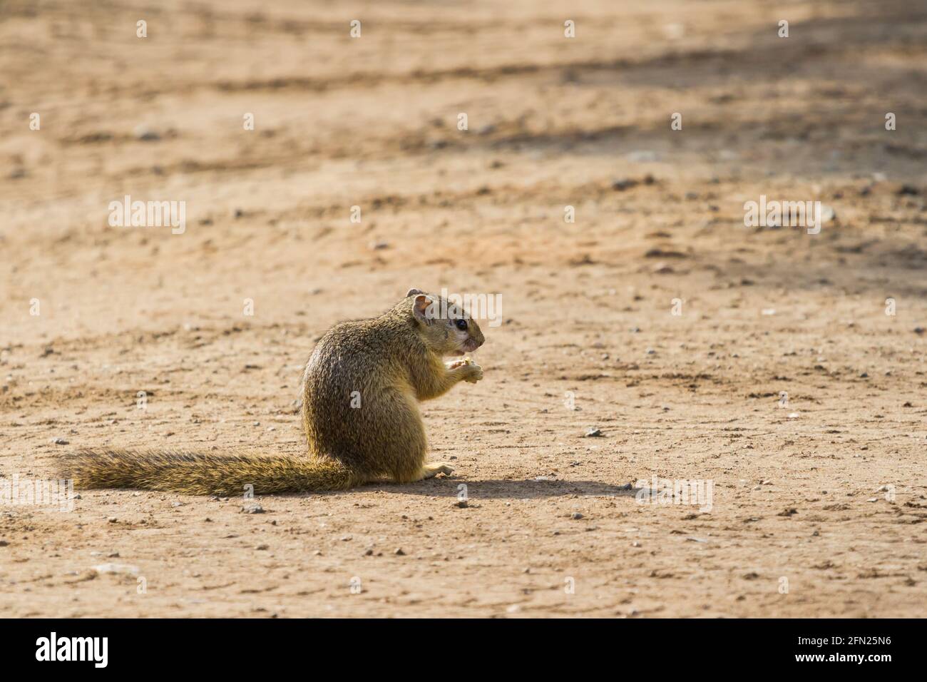 Écureuil africain assis sur le sol tenant de la nourriture dans ses mains mangeant dans le parc national Kruger, Afrique du Sud avec un arrière-plan flou et un espace de copie Banque D'Images