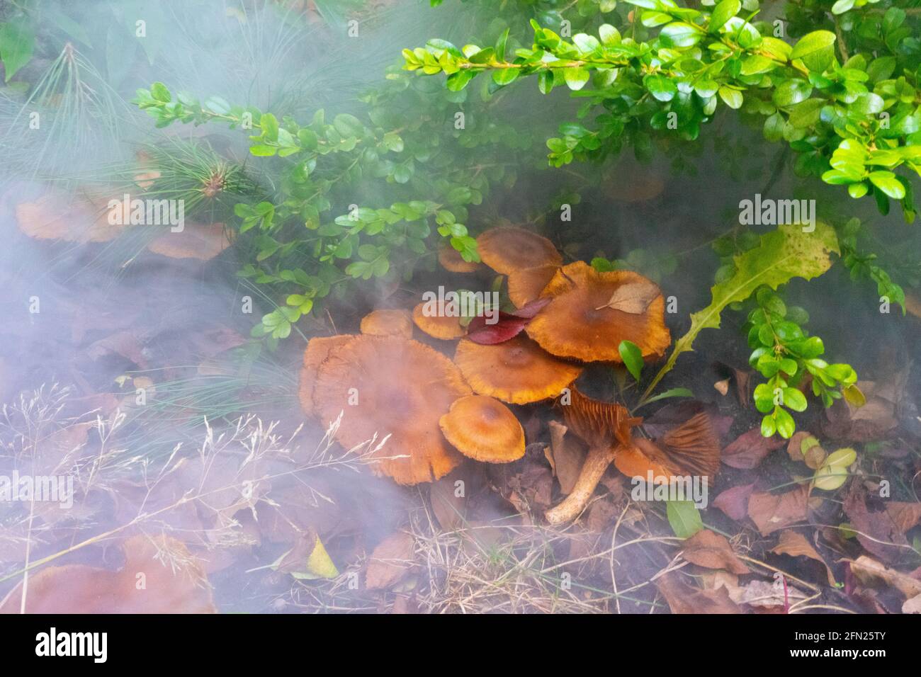 Gros plan de champignons sauvages dont les chapeaux bruns poussent une forêt Banque D'Images