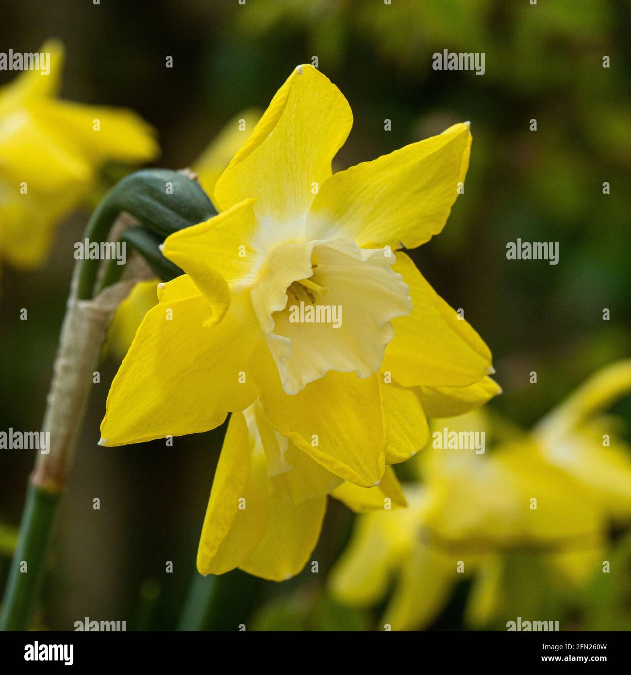 Un gros plan d'une fleur de jaune à têtes multiples et White Narcisse Pipit Banque D'Images