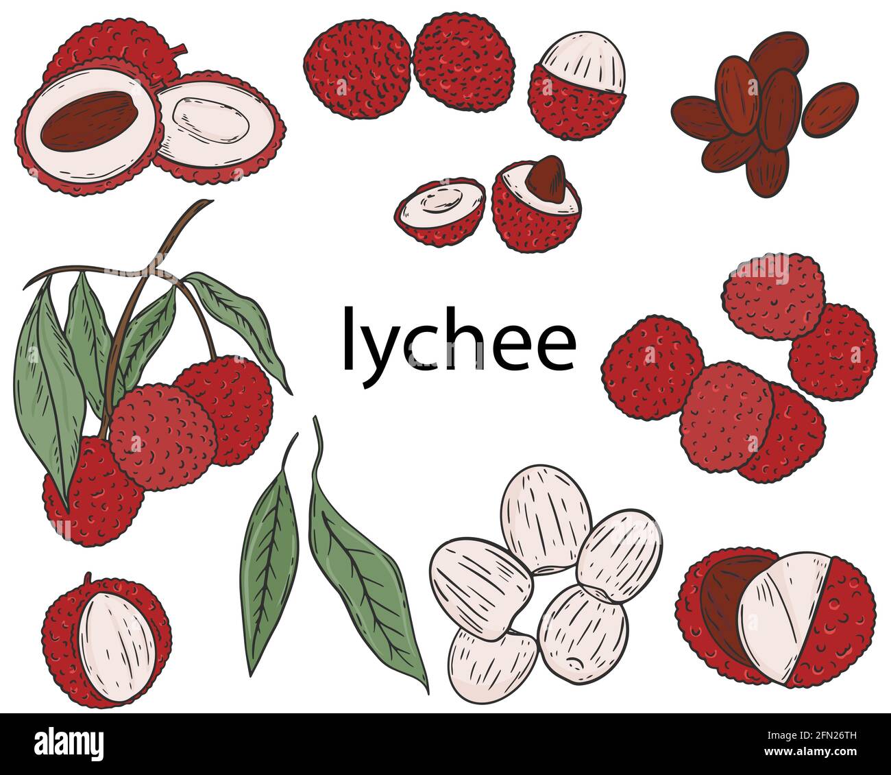 Ensemble de fruits en litchi. Vecteur. Collection de fruits colorés sur fond blanc. Séparer les baies, les moitiés et les fruits sur une branche. Dessin à la main. Illustration de Vecteur