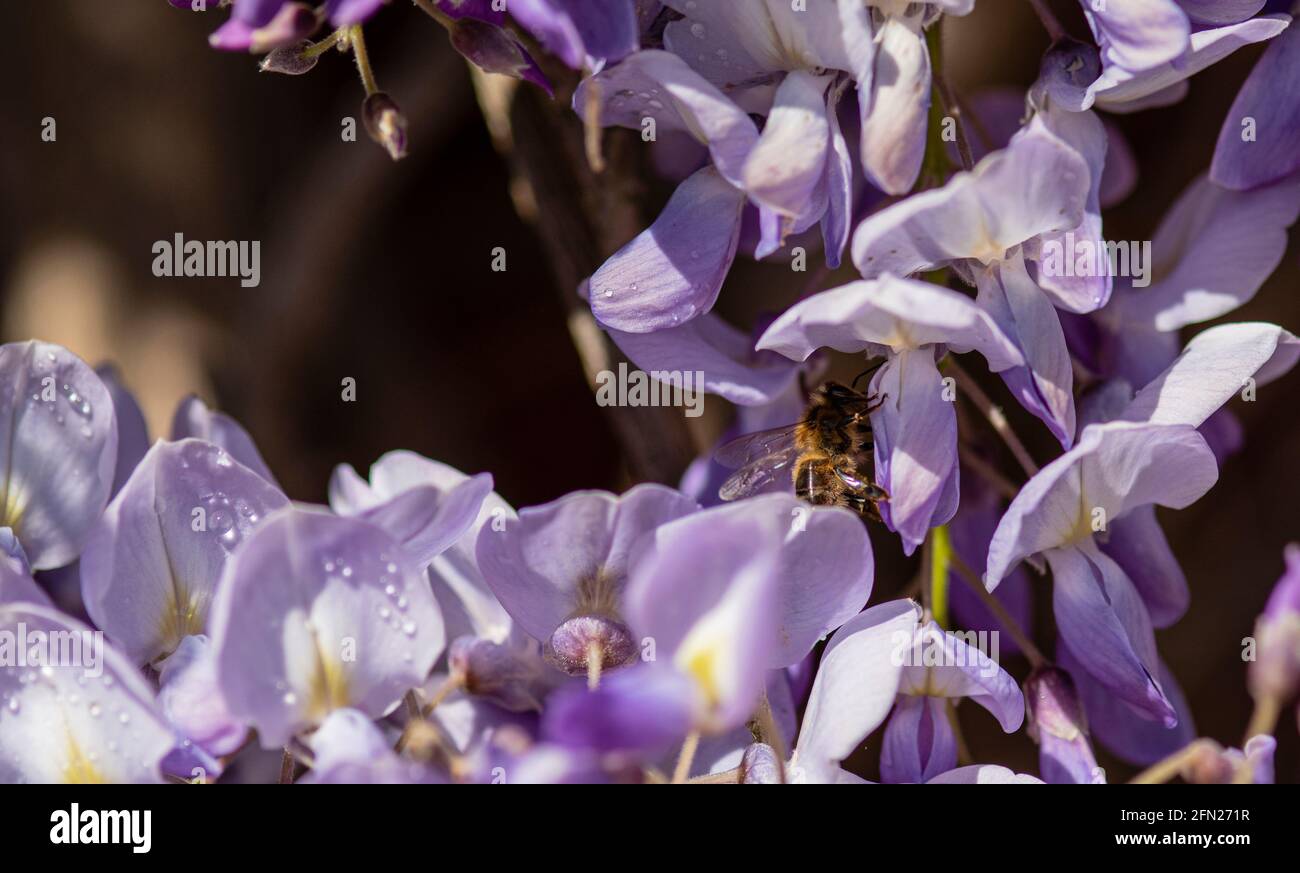 Bumble Bee recherche de nectar sur wisteria, Bumble Bee collecte de nectar, Hummel sammelt Nektar auf lila Wistarie Banque D'Images