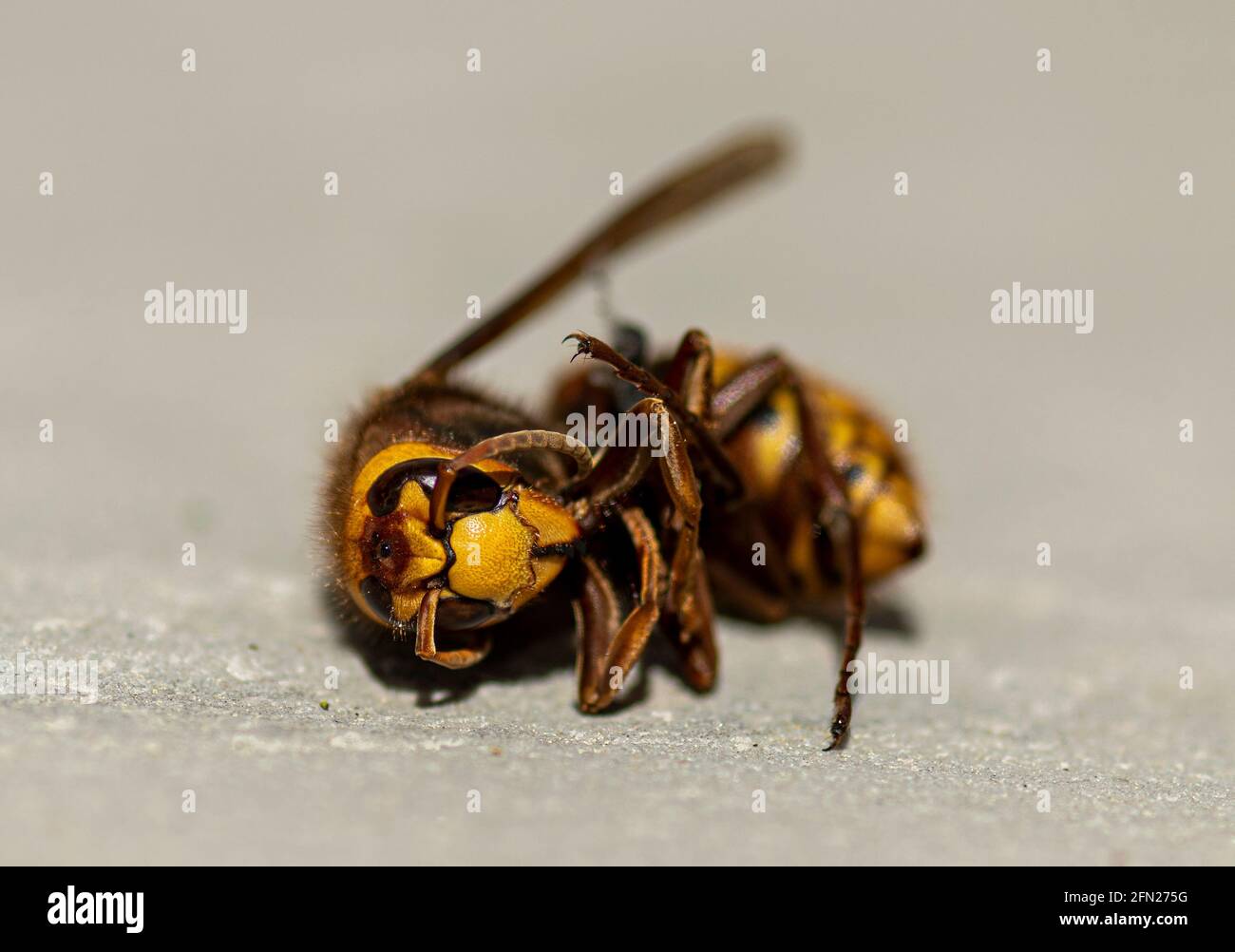 Dead Hornet sur une dalle de pavage, gros plan de hornet, tote Hornisse, gros plan sur la tête de hornets, European hornet Banque D'Images