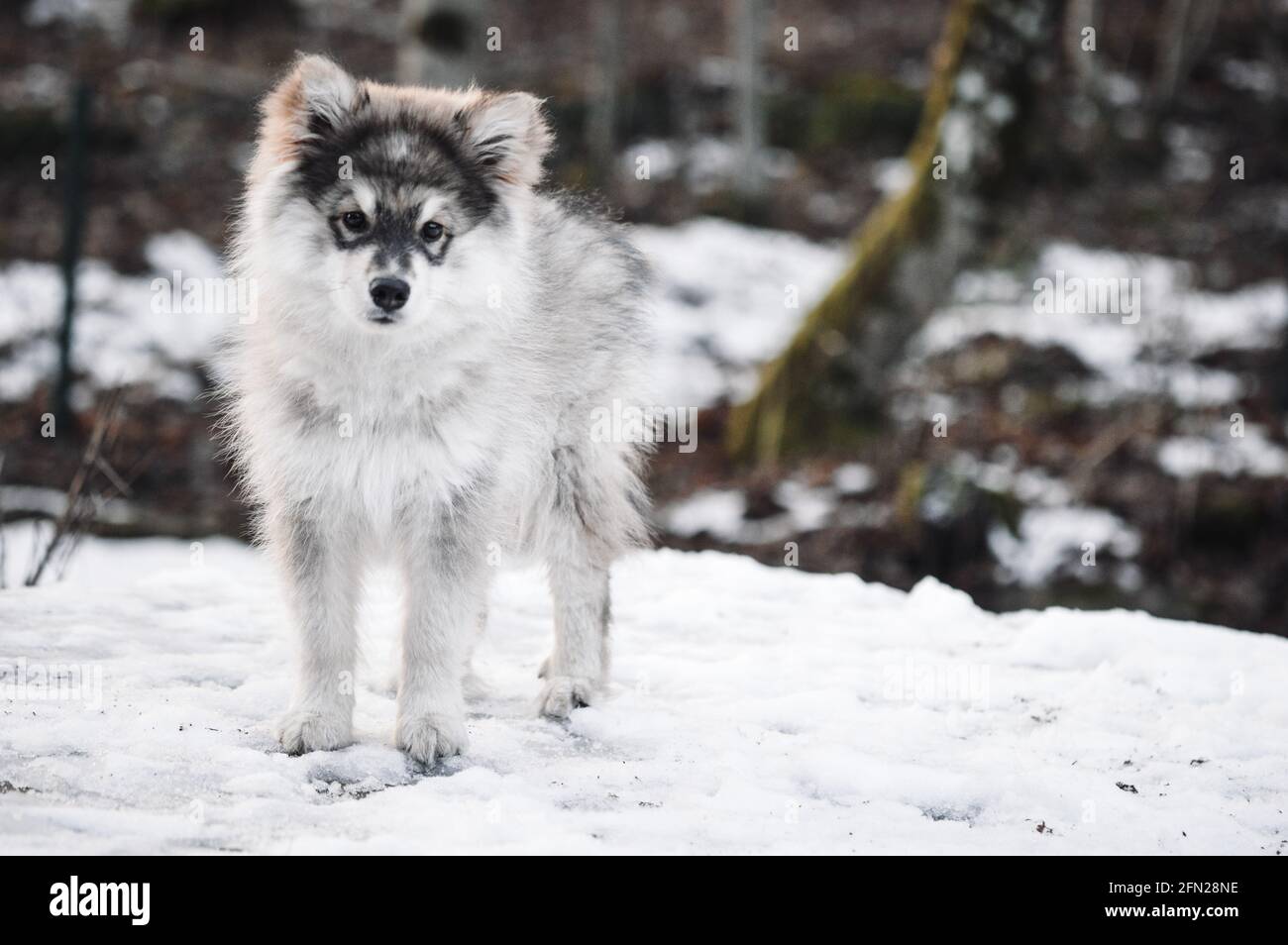 Portrait d'un jeune chiot chien finlandais de Lapphund en hiver saison Banque D'Images