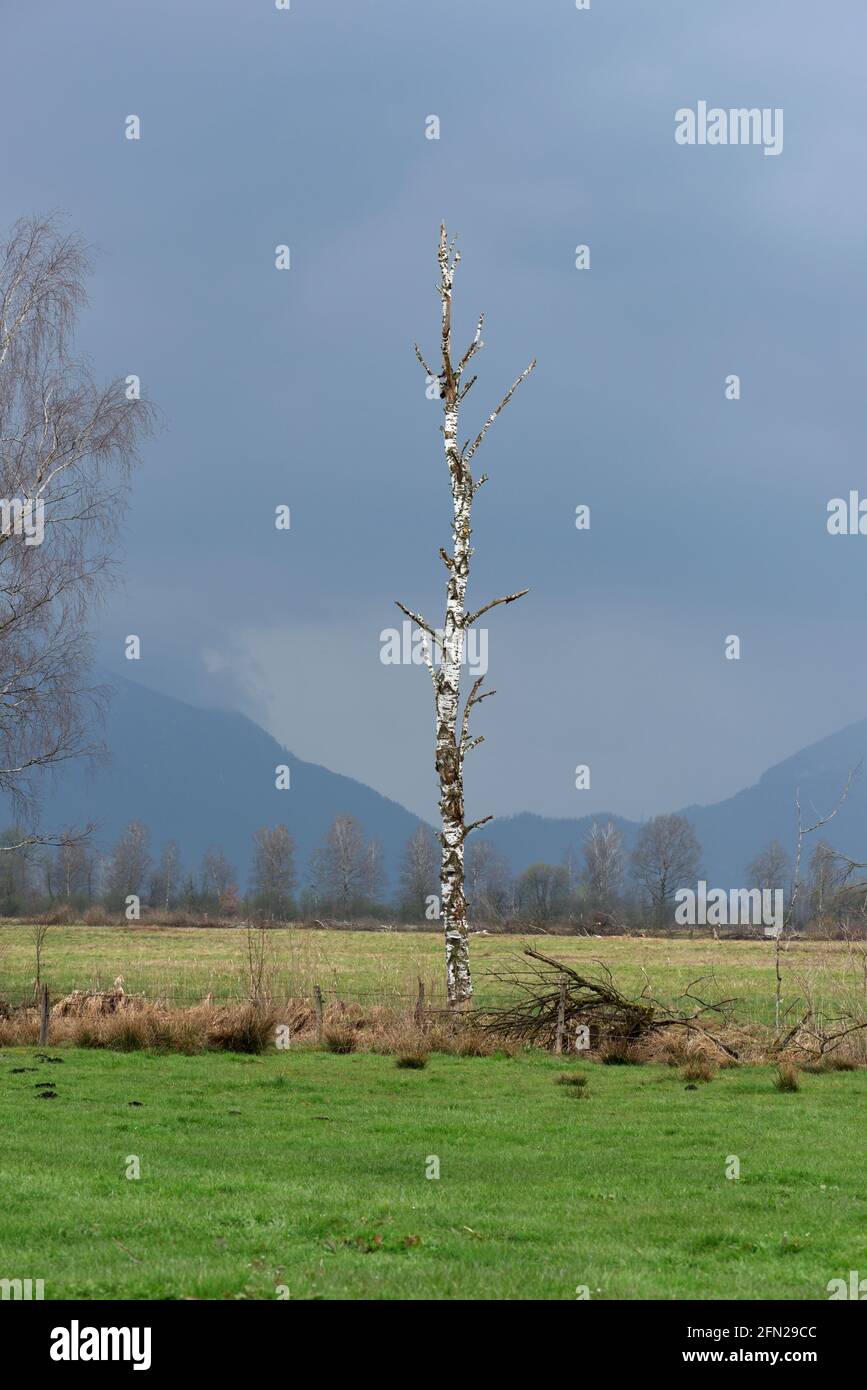 Bouleau nu et paralysé devant un paysage nuageux et brumeux avec des montagnes enneigées, Bavière, Allemagne Banque D'Images