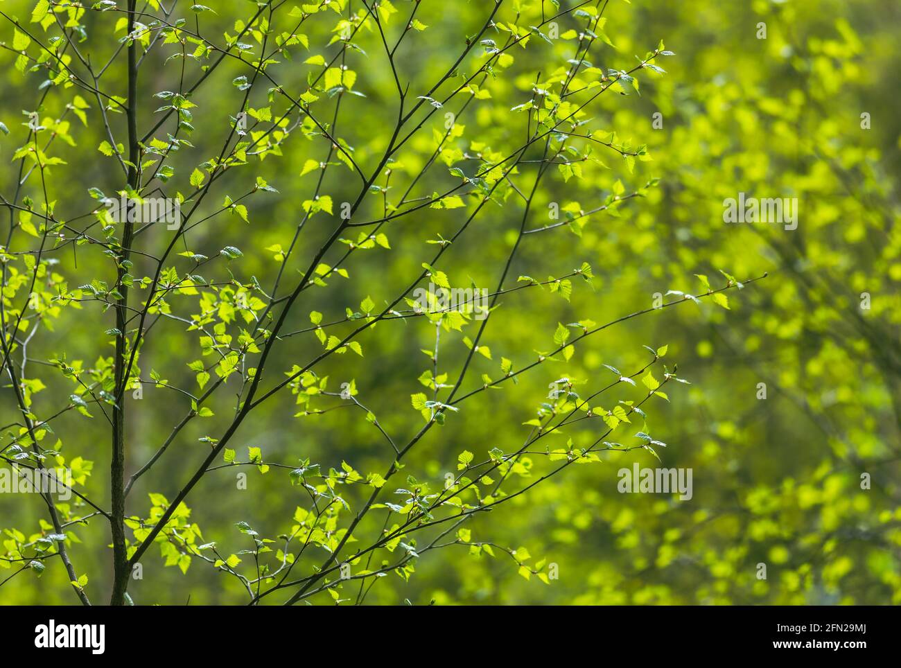 Fond vert naturel avec des feuilles fraîches au printemps Banque D'Images