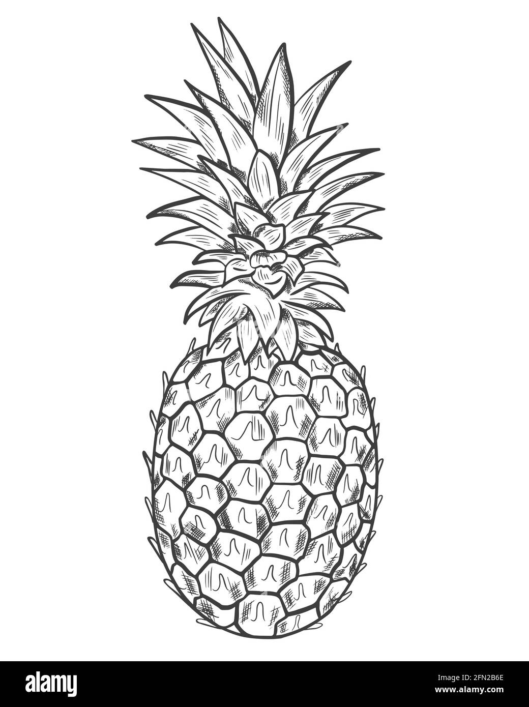 Dessin Ananas Vecteur Fruits Exotiques Entiers Dessin Sur Fond Blanc Dessin A La Main Un Seul Grand Fruit D Ananas Image Simple Image Vectorielle Stock Alamy