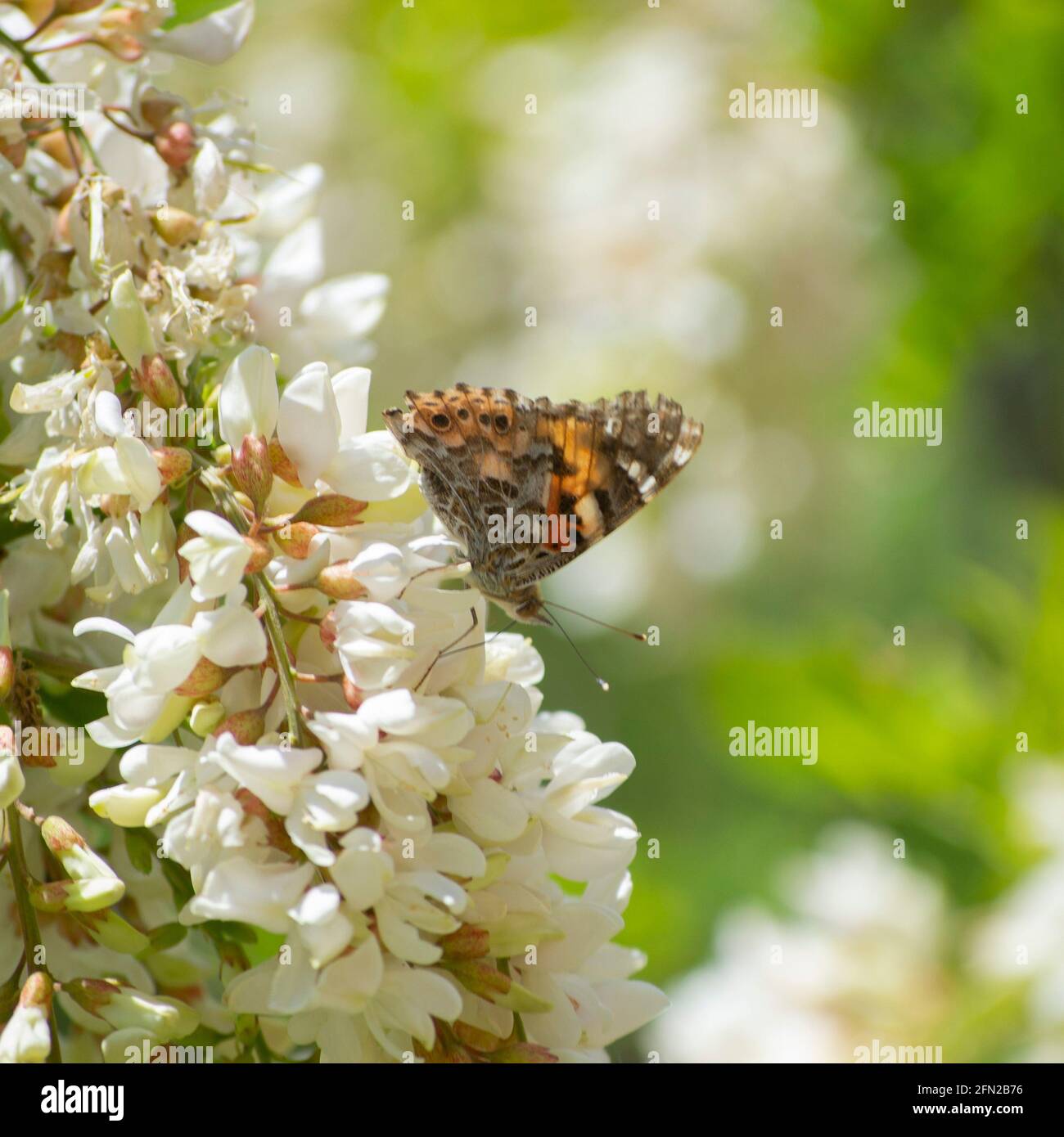 Magnifique papillon coloré sur une fleur. Nature inspirante, prés. Banque D'Images