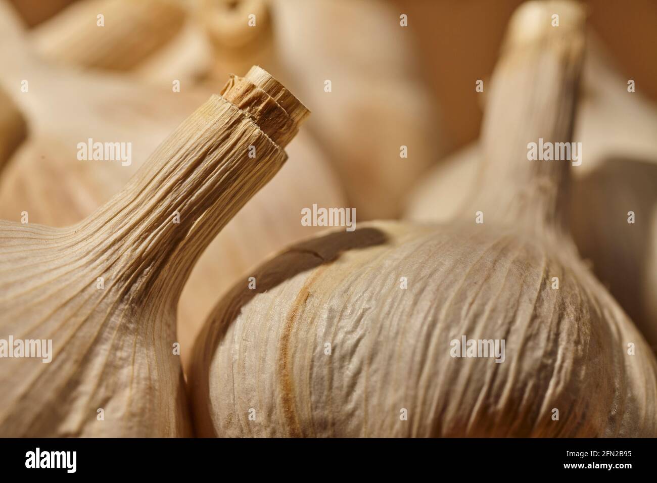 Têtes d'ail brut entier cultivées dans le comté de Chester, Pennsylvanie, États-Unis Banque D'Images