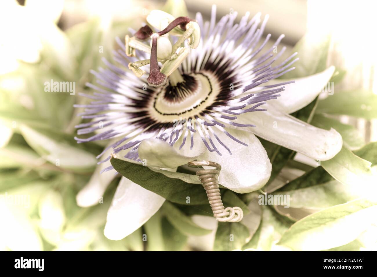 Gros plan d'une belle fleur dans le jardin à le printemps dans un style de photographie ancien Banque D'Images