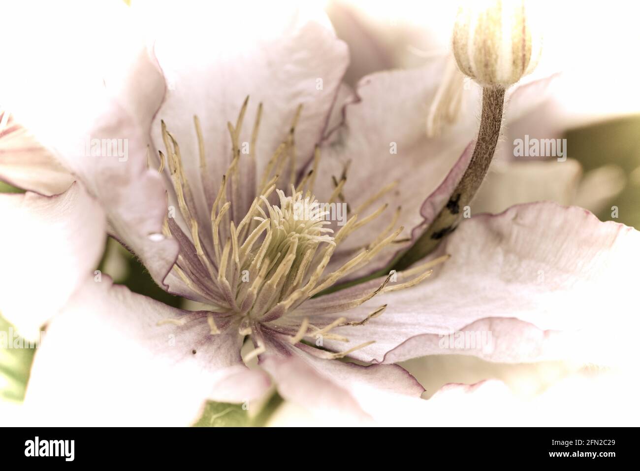 Gros plan d'une belle fleur dans le jardin à le printemps dans un style de photographie ancien Banque D'Images