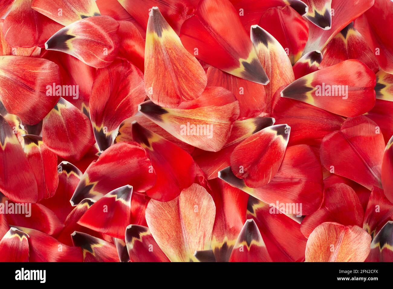 Fond de texture des pétales de tulipe rouges et jaunes Banque D'Images