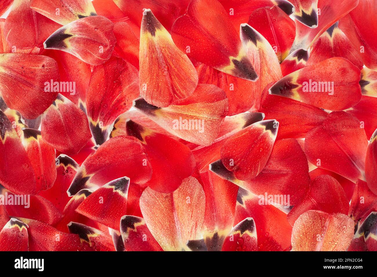 Fond de texture pétales de tulipe rouge avec gouttes d'eau Banque D'Images