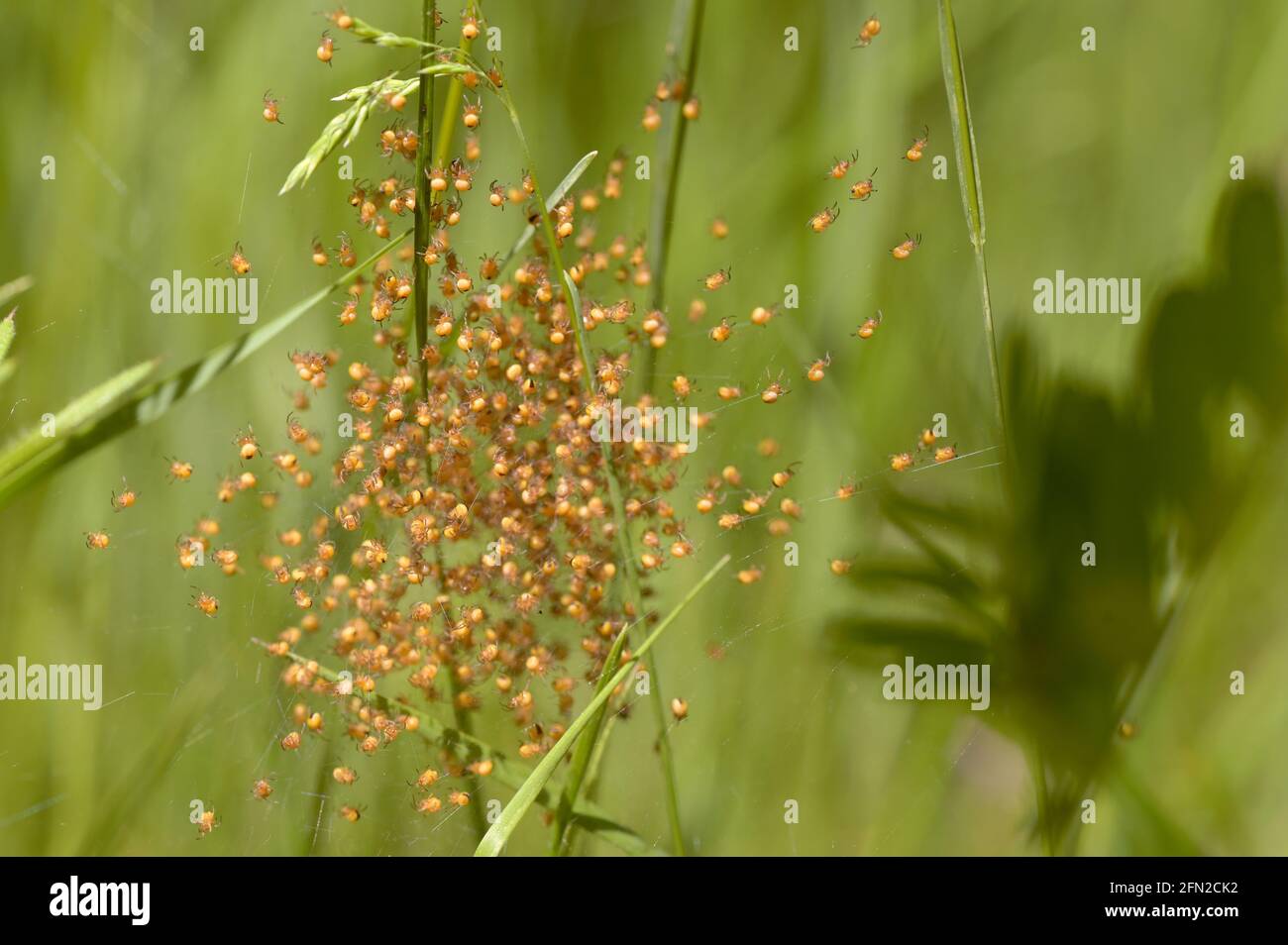 Bébé éclos Araneus Diadematus araignées de jardin dans la forêt Banque D'Images