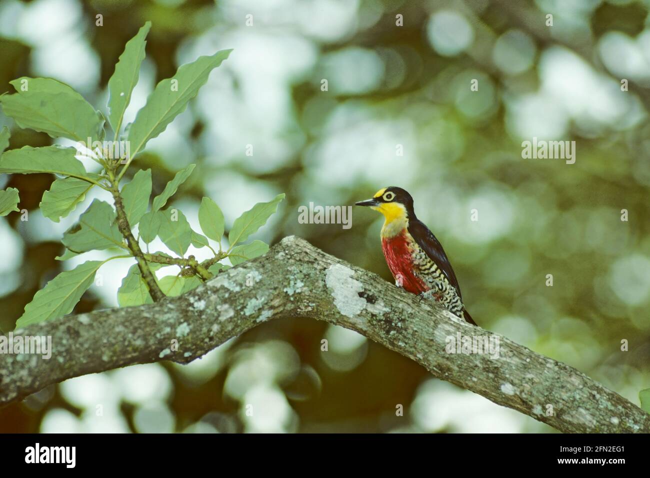 Pic à la façade jaune Melanerpes flavifrons Parc national Itatiaia, Brésil BI019574 Banque D'Images