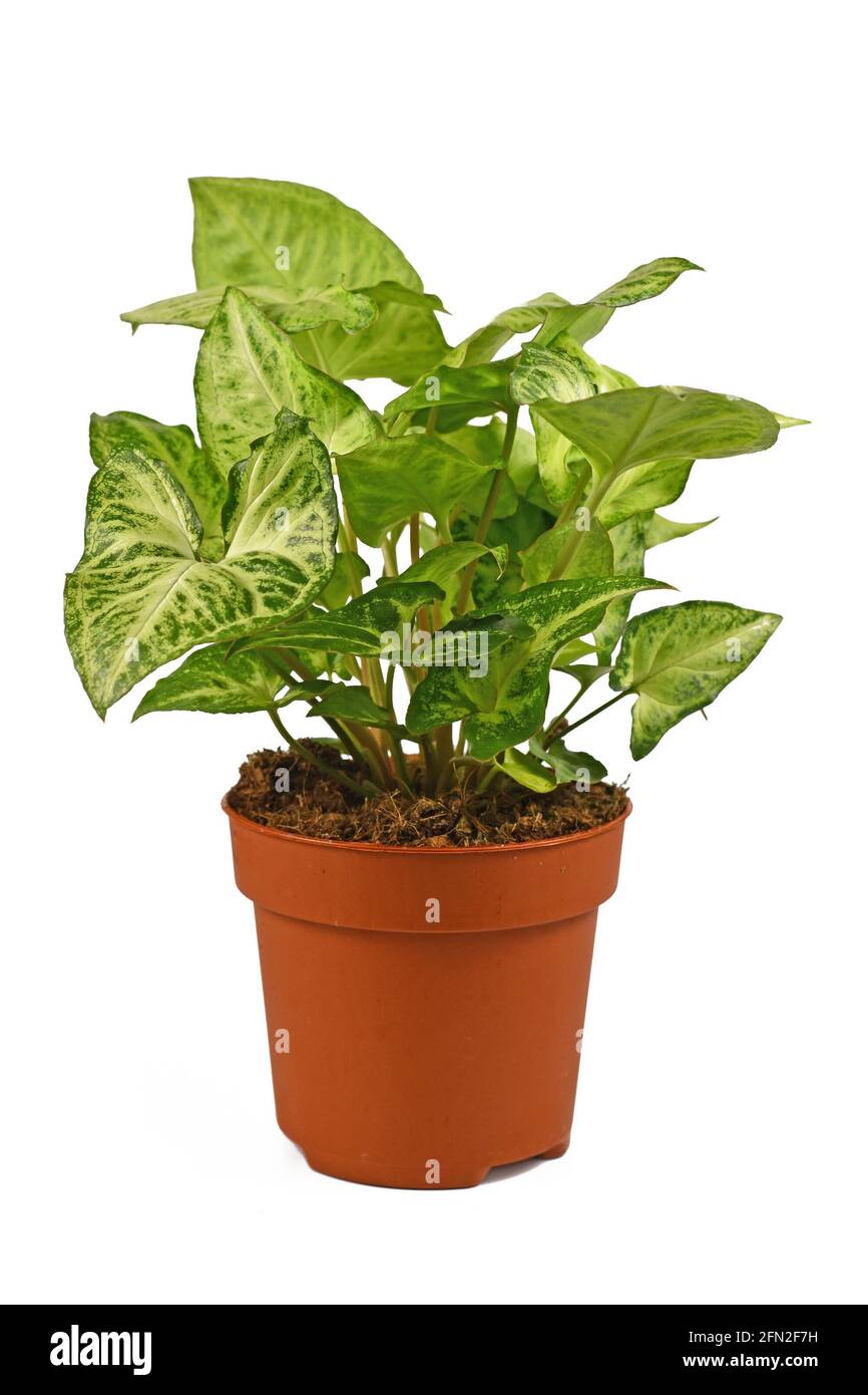 Plante-maison tropicale 'Syngonium Podophyllum Arrow' dans un pot de fleurs isolée sur arrière-plan blanc Banque D'Images