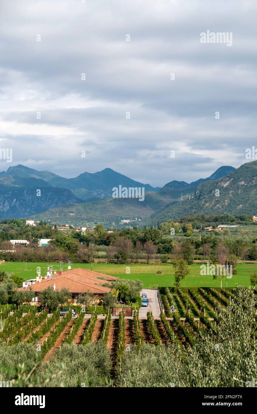 Vignobles et l'extrémité sud des Alpes italiennes sur le côté ouest du lac de Garde dans le nord de l'Italie. Banque D'Images