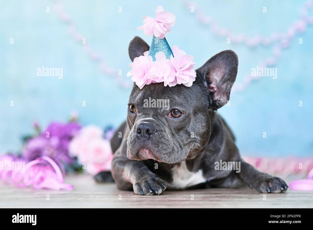 Bulldog français avec pièce d'anniversaire chapeau couché devant de fond violet flou avec des banderoles en papier Banque D'Images Bulldog français avec pièce d'anniversaire chapeau couché devant de fond violet flou avec des banderoles en papier Banque D'Images