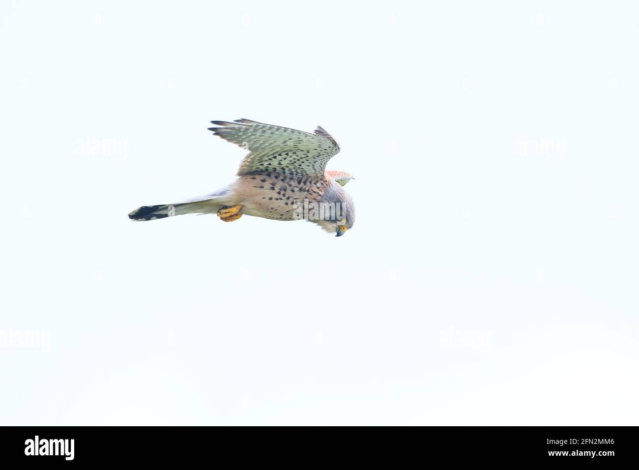 Le kestrel commun mâle (Falco tinnunculus) planant en vol Banque D'Images