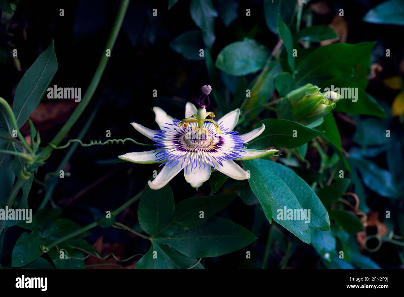Belle fleur de passiflora aux couleurs chaudes dans la nature. Psssiflora connu comme médecine du sommeil. Banque D'Images