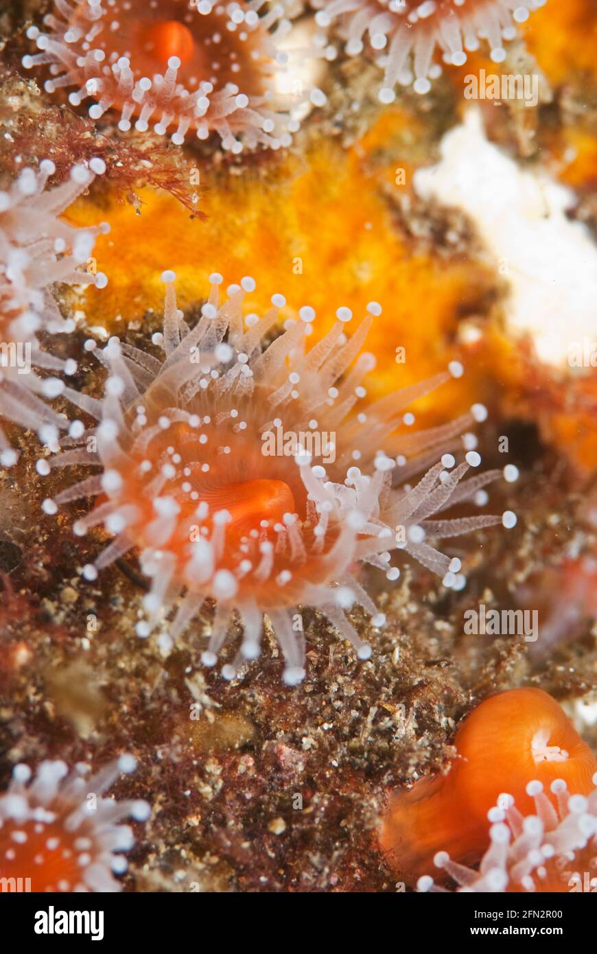 Gros plan sur Strawberry Anemone (Corynactis californica), îles Anglo-Normandes, Californie Banque D'Images