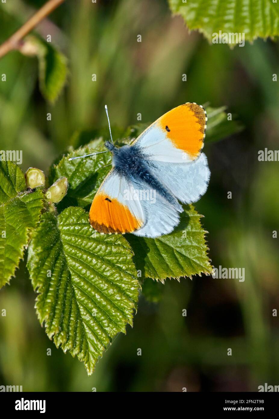 Orange Tip mâle. Réserve naturelle des réservoirs de Molesey, West Molesey, Surrey, Angleterre. Banque D'Images