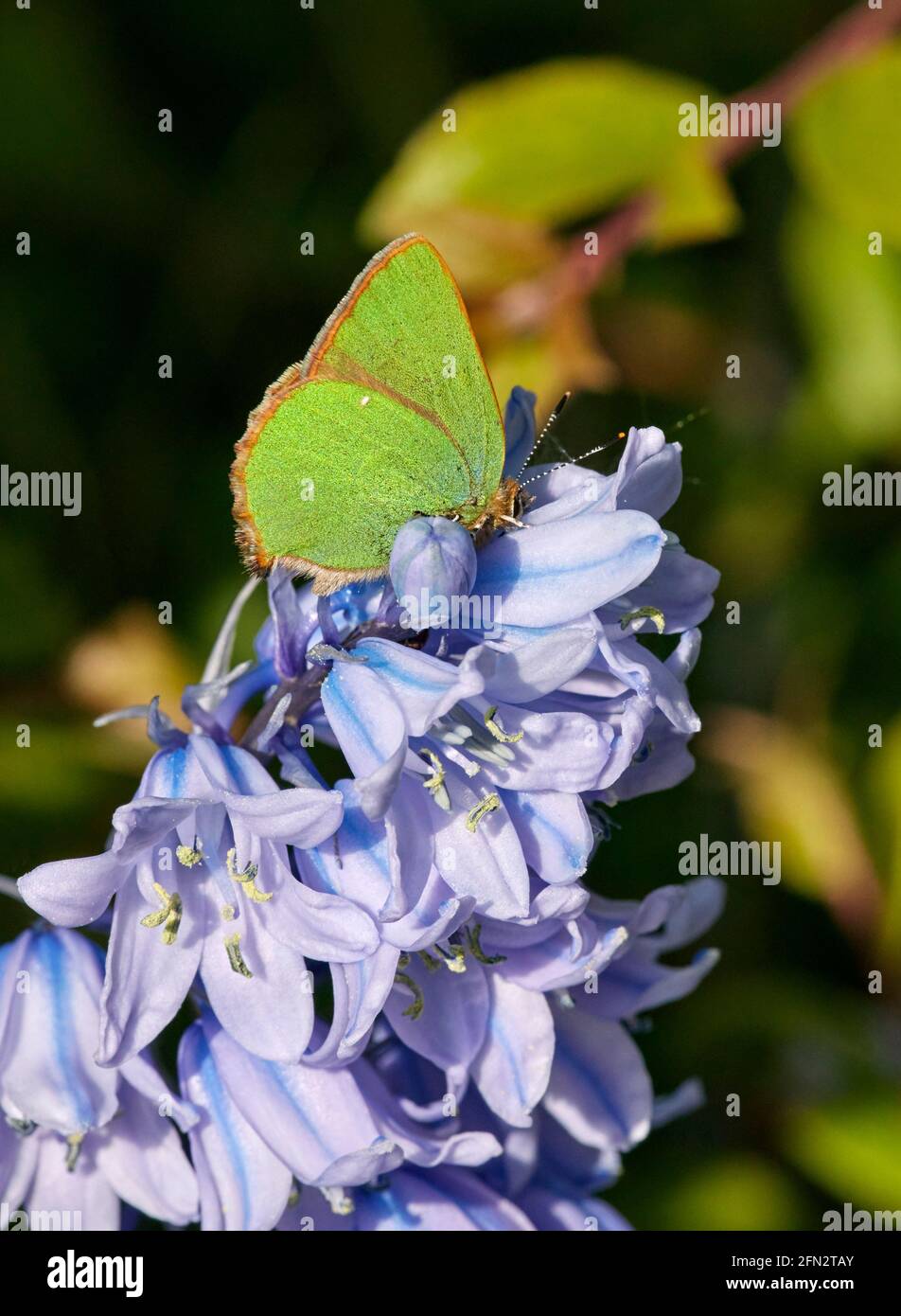 Serre perchée sur les fleurs de Bluebell. Réserve naturelle des réservoirs de Molesey, West Molesey, Surrey, Royaume-Uni. Banque D'Images