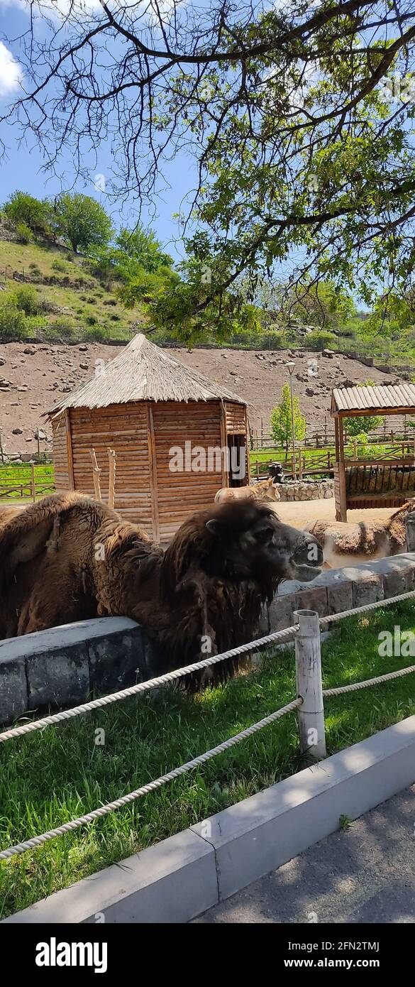 EREVAN, ARMÉNIE - 08 mai 2021 : un drôle de chameau vient dire bonjour à tous les invités du zoo. Banque D'Images