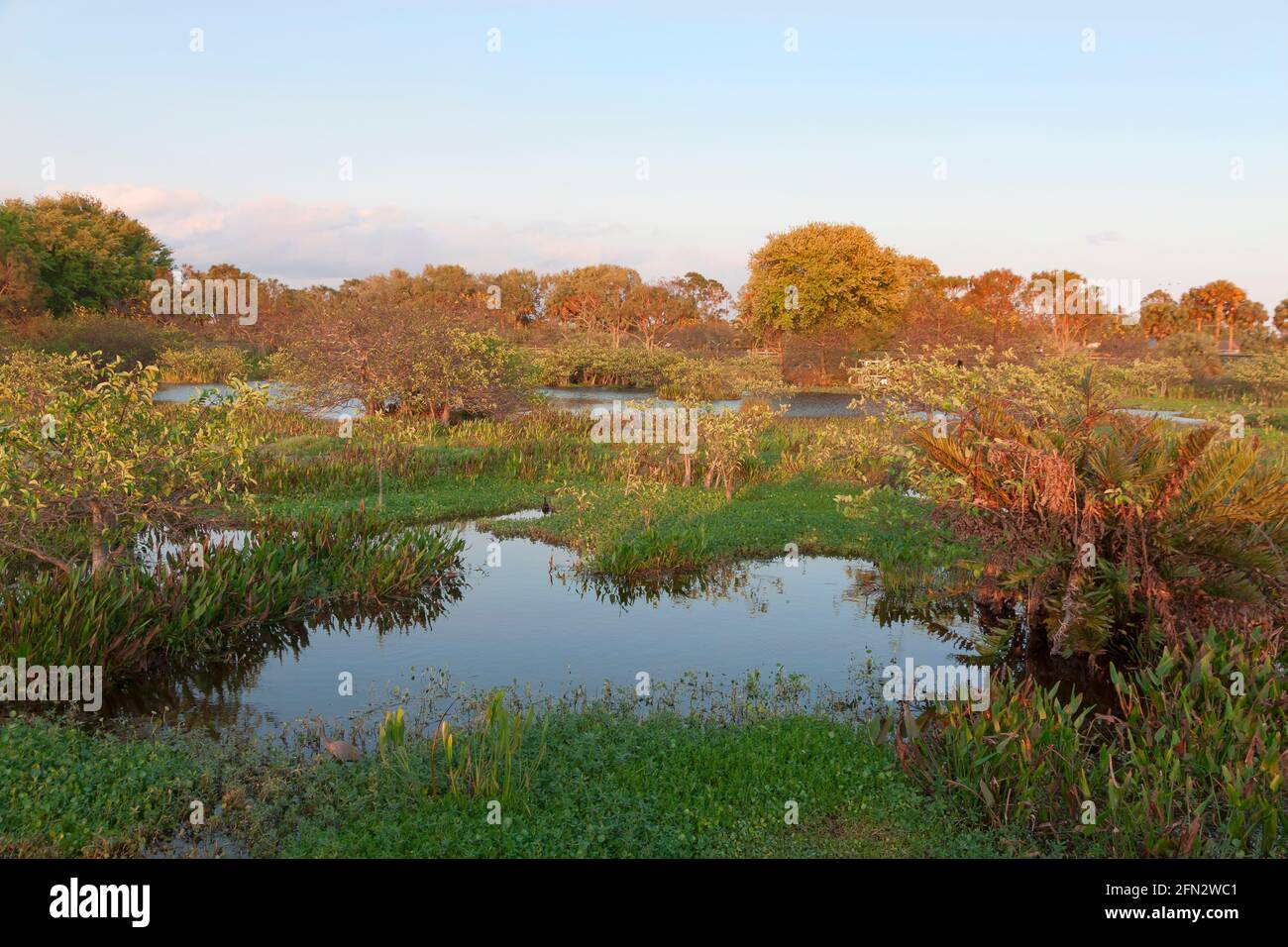 Green Cay nature Center and Wetlands, Boynton Beach, Palm Beach County, Floride. Banque D'Images