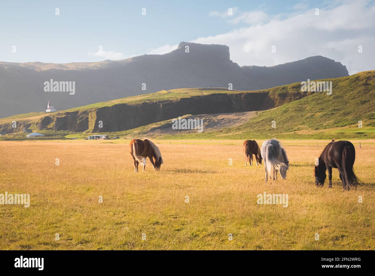 Paître les chevaux islandais avec l'église de Reyniskirkja et le village de Vik en arrière-plan lors d'un bel après-midi d'été. Banque D'Images