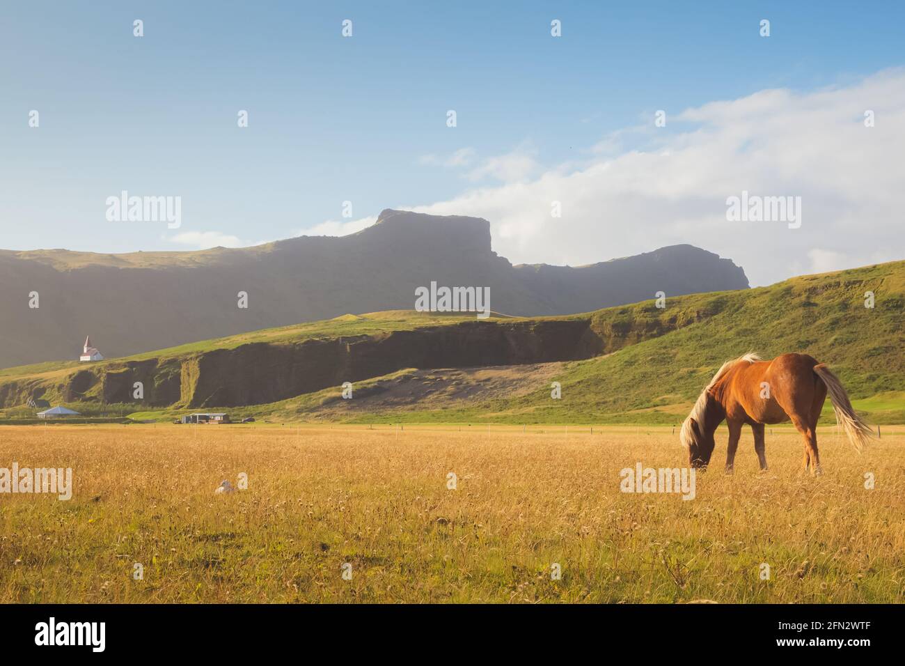 Paître le cheval islandais avec l'église de Reyniskirkja et le village de Vik en arrière-plan sur un bel été dans le Campagne rurale du Sud I Banque D'Images