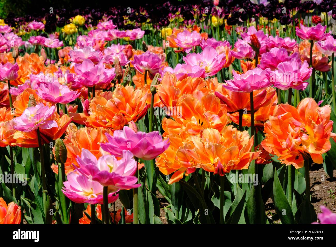 Ottawa, Canada. 13 mai 2021. Tulipes « Amazing Parrot » exposées au Festival des tulipes d'Ottawa, dans le parc du Commissaire. Le festival qui ouvre officiellement demain, le 14 mai, a lieu chaque année pour célébrer le don royal historique de tulipes des pays-Bas aux Canadiens après la Seconde Guerre mondiale Cette année, bien que les jardins soient ouverts au public local, tous les résultats, les programmes et la participation hors de la ville ne seront mis en ligne qu'en raison de l'ordre de rester à la maison dans la province de l'Ontario en raison de la pandémie en cours. Credit: Meanderingemu/Alamy Live News Banque D'Images