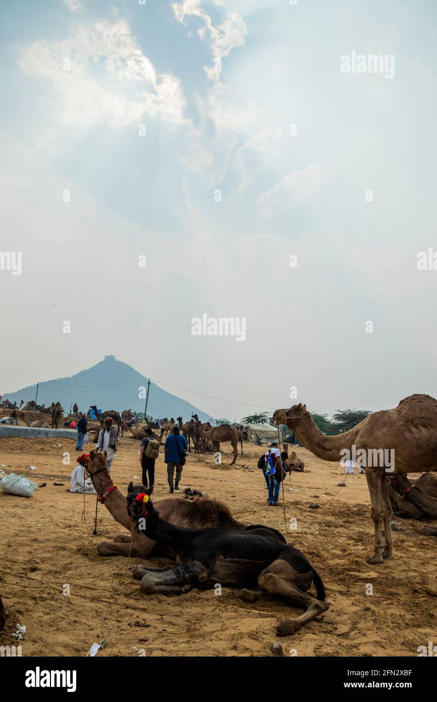 Divers chameaux à la Foire de Pouchkar Camel Banque D'Images