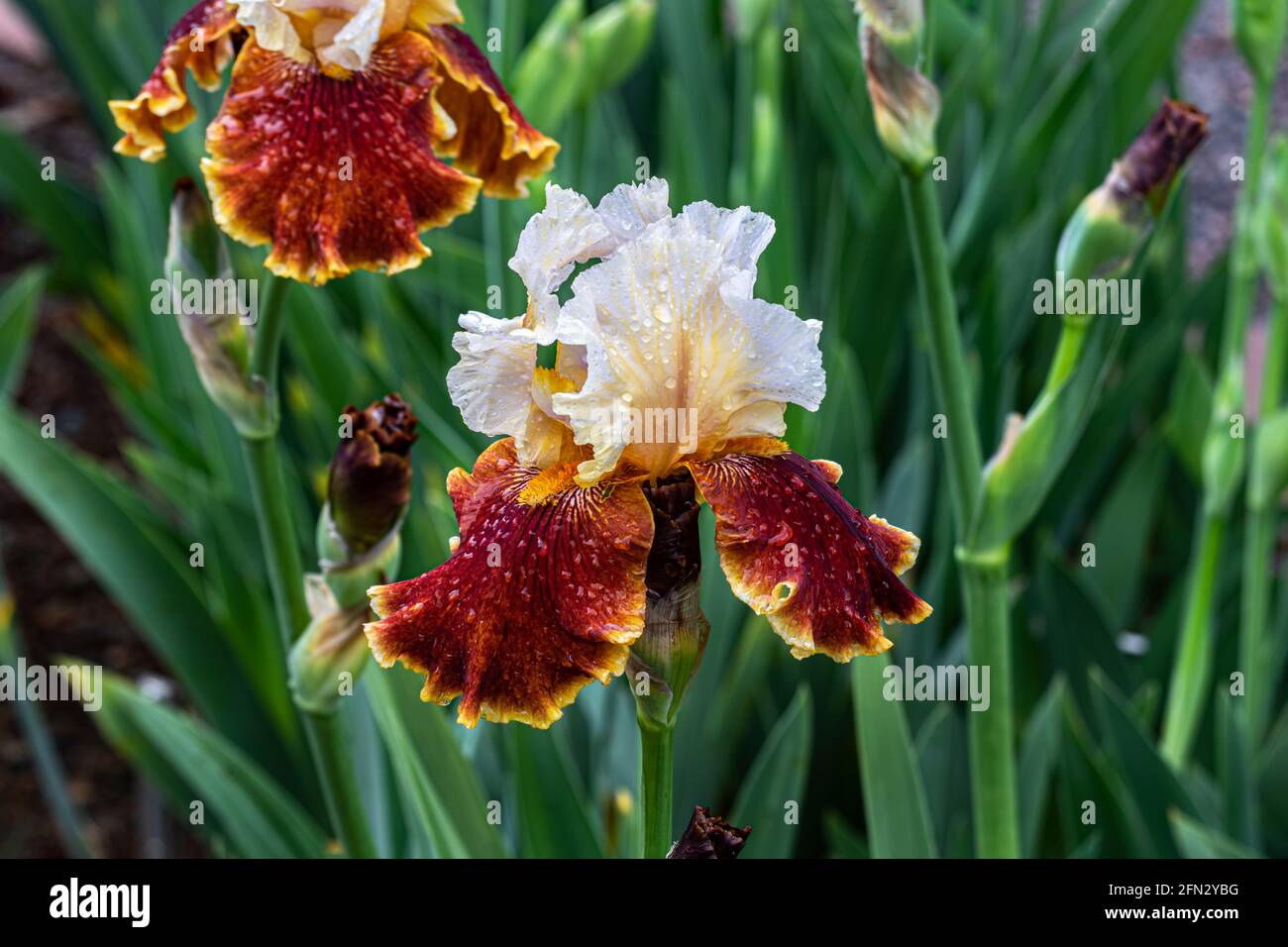 Grand iris barbu en fleur. Gouttes de pluie sur les pétales blanc et rouge-or. Plantes vertes en arrière-plan. Banque D'Images