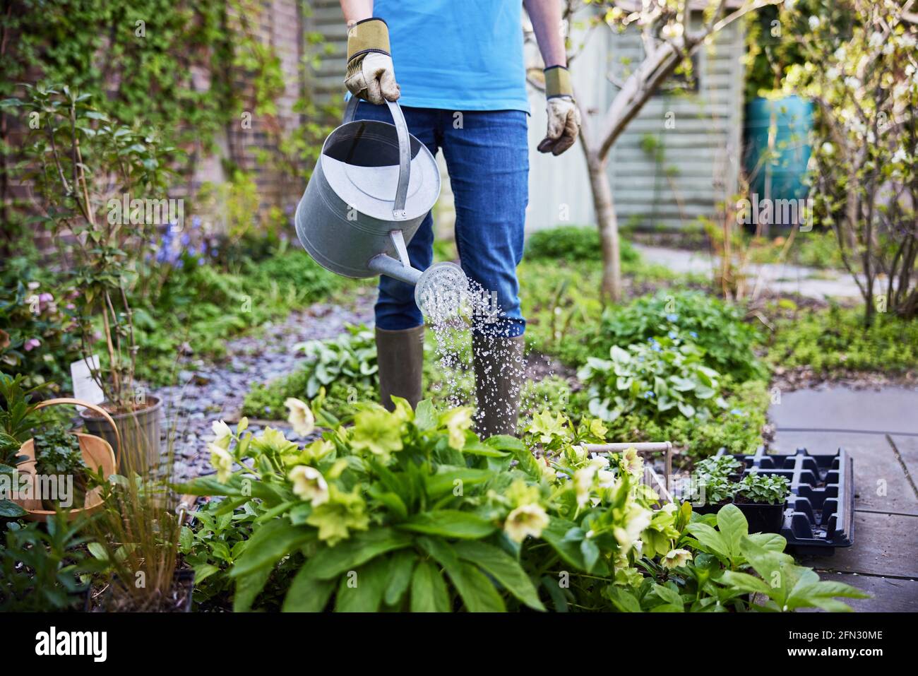 Gros plan des plantes d'arrosage de jardinier de paysage femelle mature dans Lit de fleurs avec arrosoir Banque D'Images