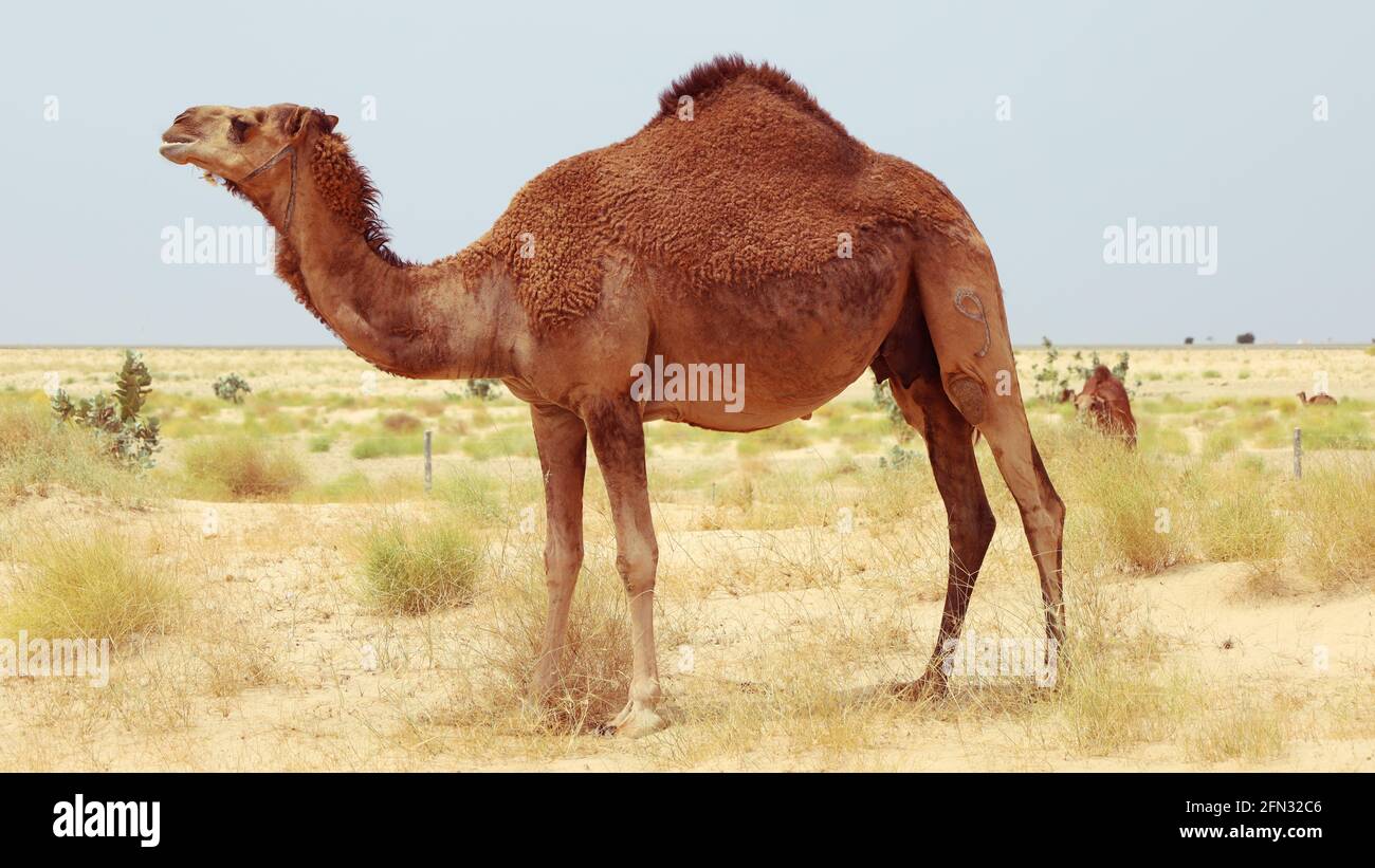 chameau dans une ferme - animal du désert Banque D'Images