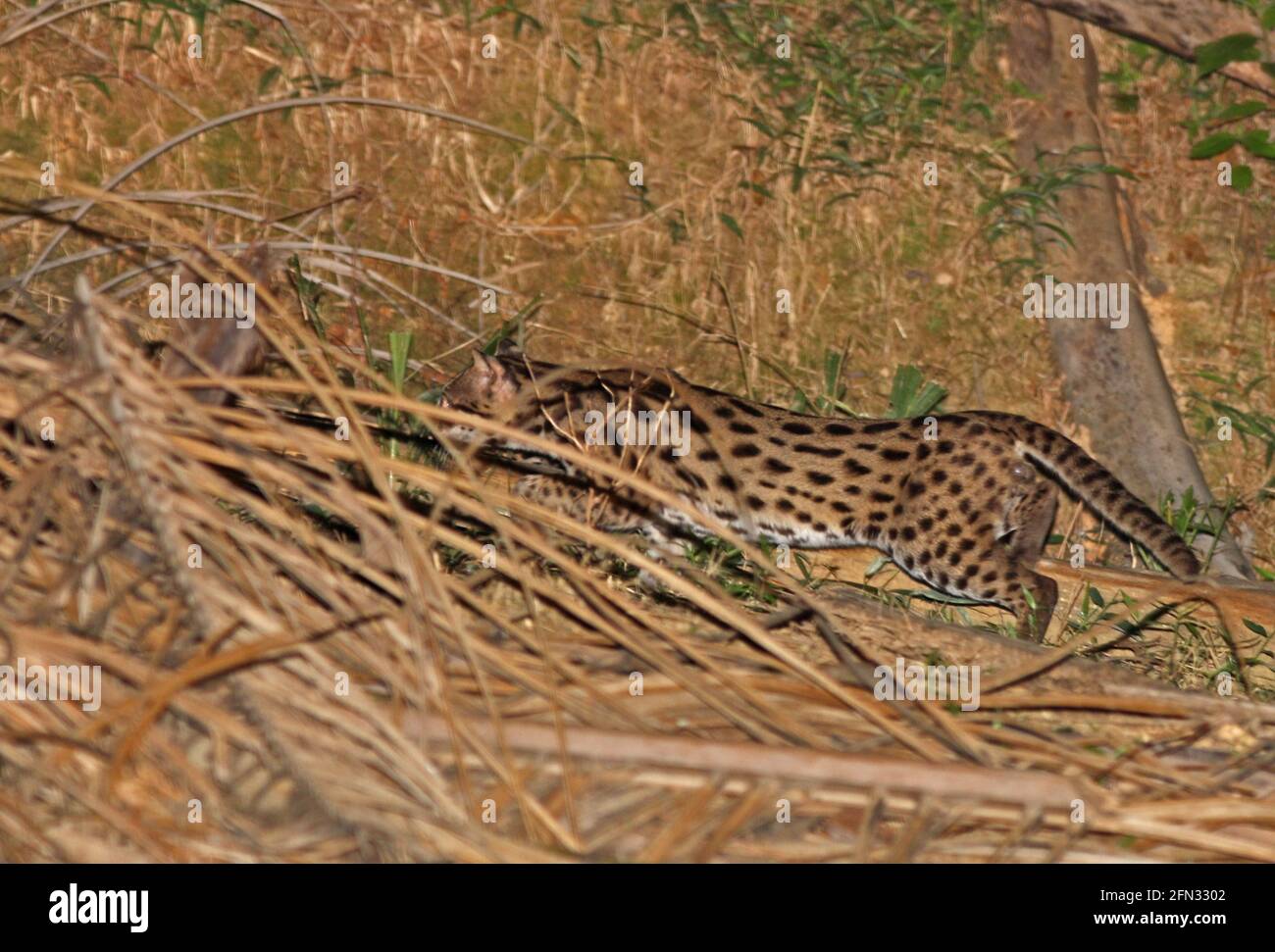 Chat léopard (Prionailurus bengalensis) adulte mâle chasse dans la plantation de palmiers Taman Negara, Malaisie Février 2014 Banque D'Images