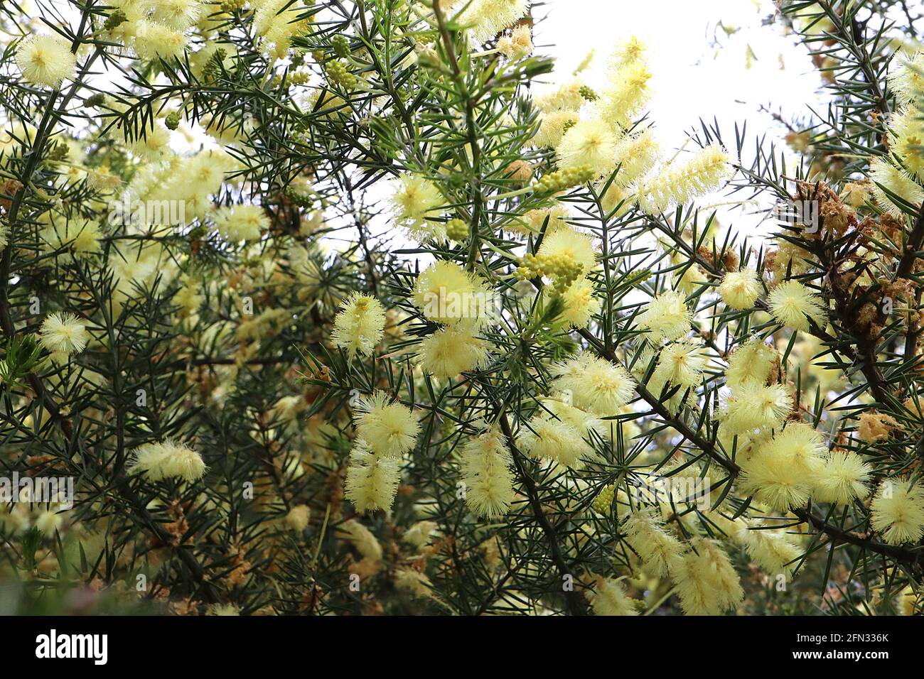 Acacia verticillata Prickly Moses – grappes de fleurs jaune pâle et de feuilles épineuses ressemblant à des aiguilles, May, Angleterre, Royaume-Uni Banque D'Images