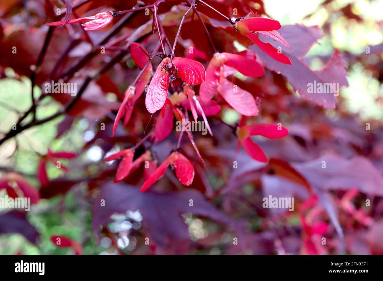 Acer palmatum ‘Bloodgood’ Bloodgood érable japonais – feuilles rouges pourpres et capsules de graines roses ailées, mai, Angleterre, Royaume-Uni Banque D'Images