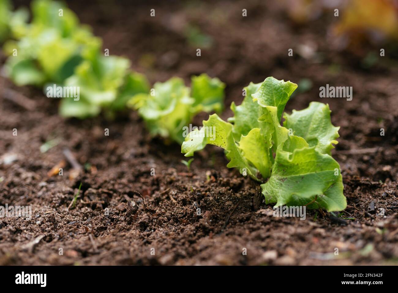 Plantules de laitue « Leny » (Lactuca sativa var.capitata) Banque D'Images