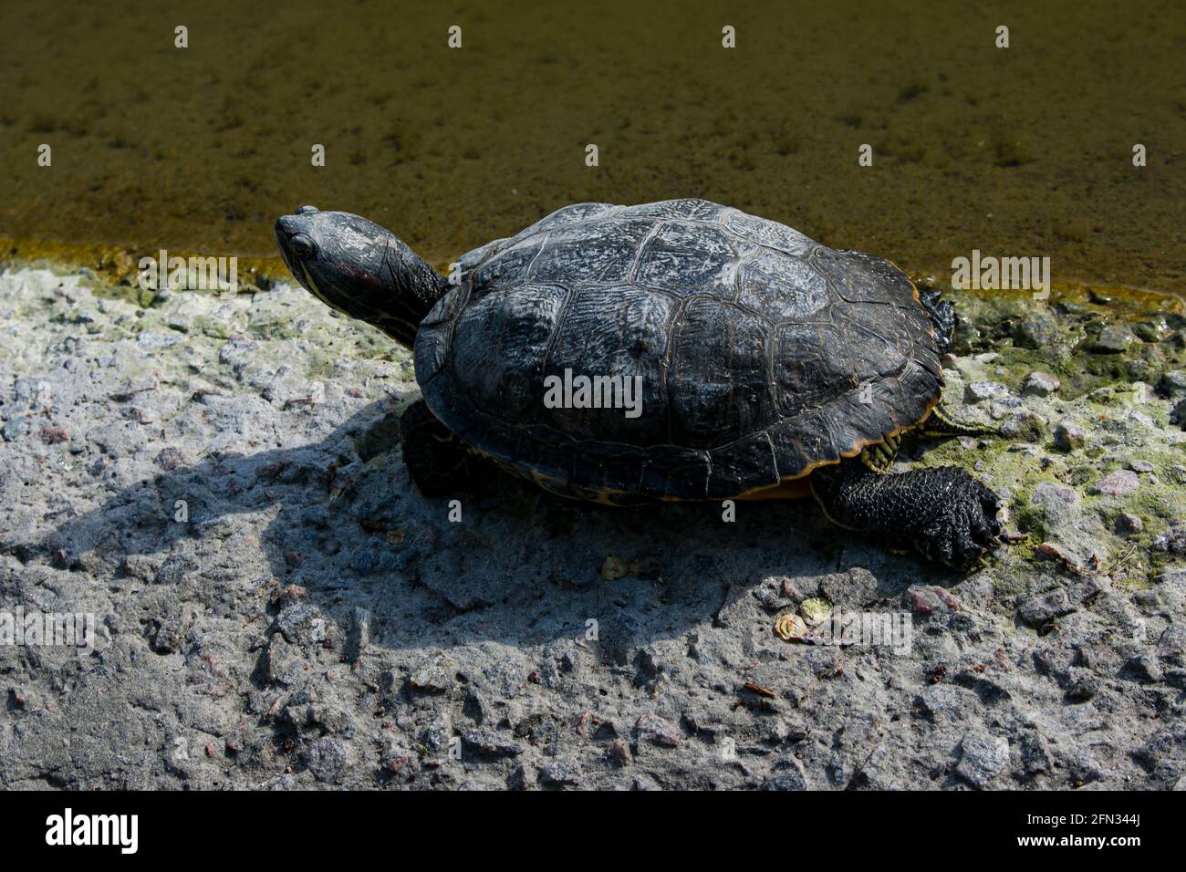 Tortue amphibie dans le parc de la ville. L'animal se couche au soleil. Banque D'Images