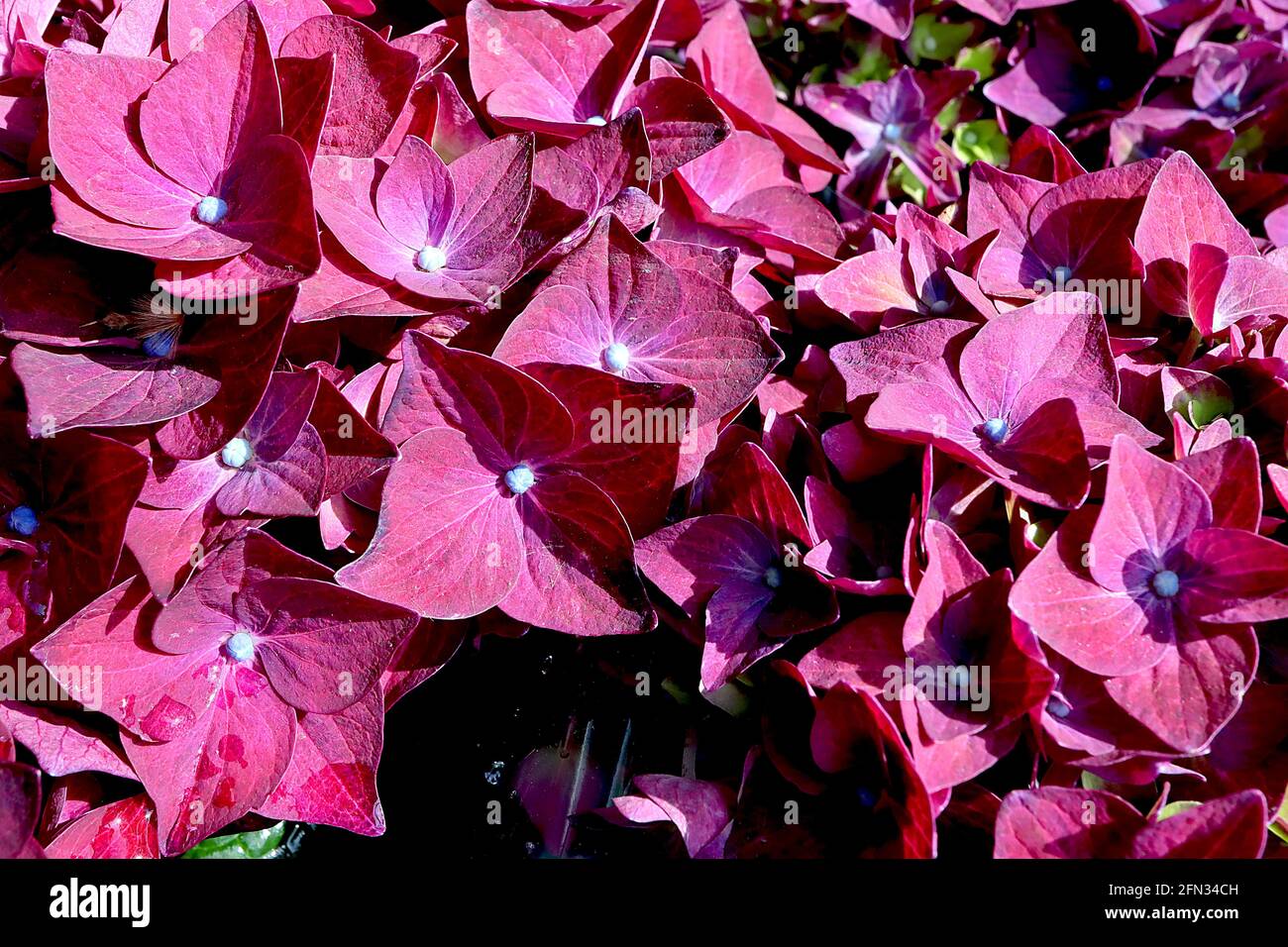 Hydrangea macrophylla ‘Rouge chaud’ / ‘Agrihydradrie’ Hortensia Rouge chaud – fleurs de bordeaux, avec nervures blanches et bouton bleu blanc, mai, Angleterre, Royaume-Uni Banque D'Images