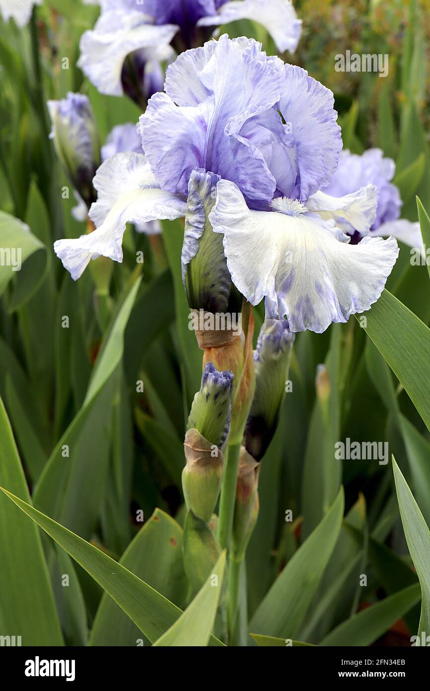 Iris 'Cascade Springs' Grand iris barbu chutes blanches, standards bleu ciel avec base bleu foncé, barbe blanche, mai, Angleterre, Royaume-Uni Banque D'Images