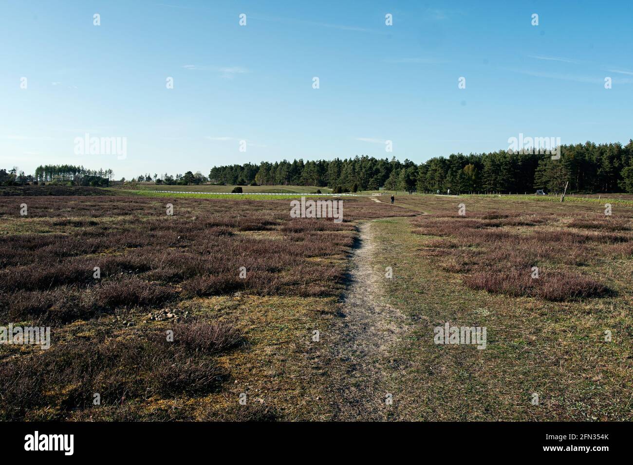 Sentier de randonnée dans un champ dans une réserve naturelle. Loin dans la distance est une personne méconnaissable. Photo prise un jour d'été à Skane, en Suède Banque D'Images