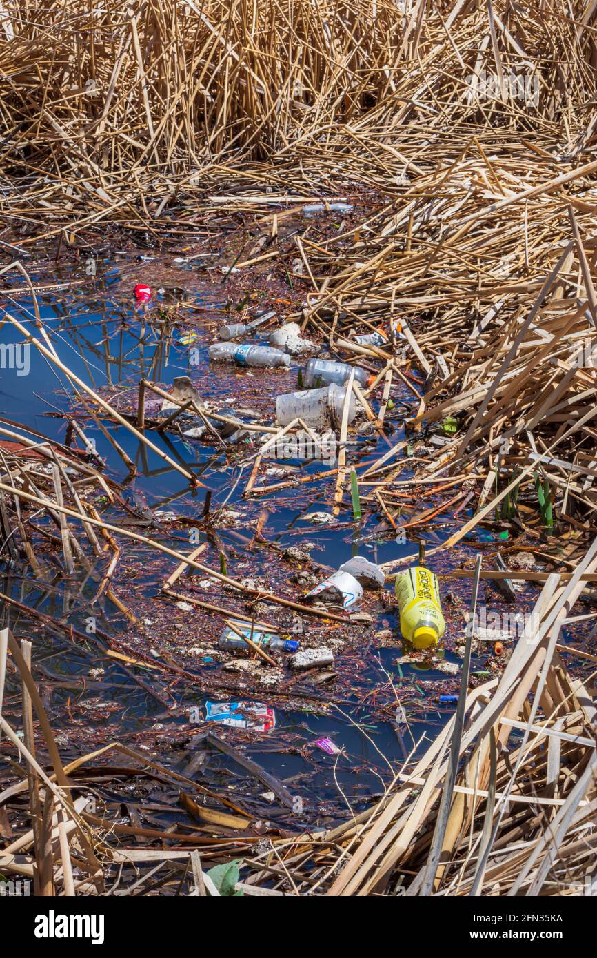 Accumulation de déchets litières recueillis après une forte pluie dans la zone humide Broadleaf Cattail, Castle Rock Colorado USA. Photo prise en mai. Banque D'Images